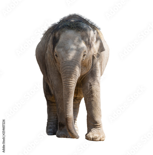 Portrait of an indian elephant isolated on white background