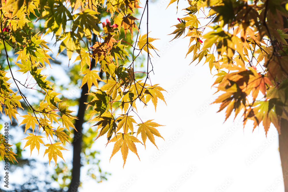 Beautiful and colorful of maple leaves on the trees in the park on autumn season.Different color concept background