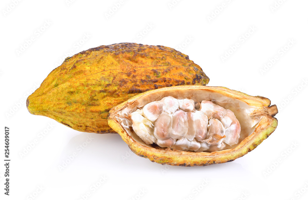 Cocoa fruits ripe on white background Cocoa fruits ripe on white background