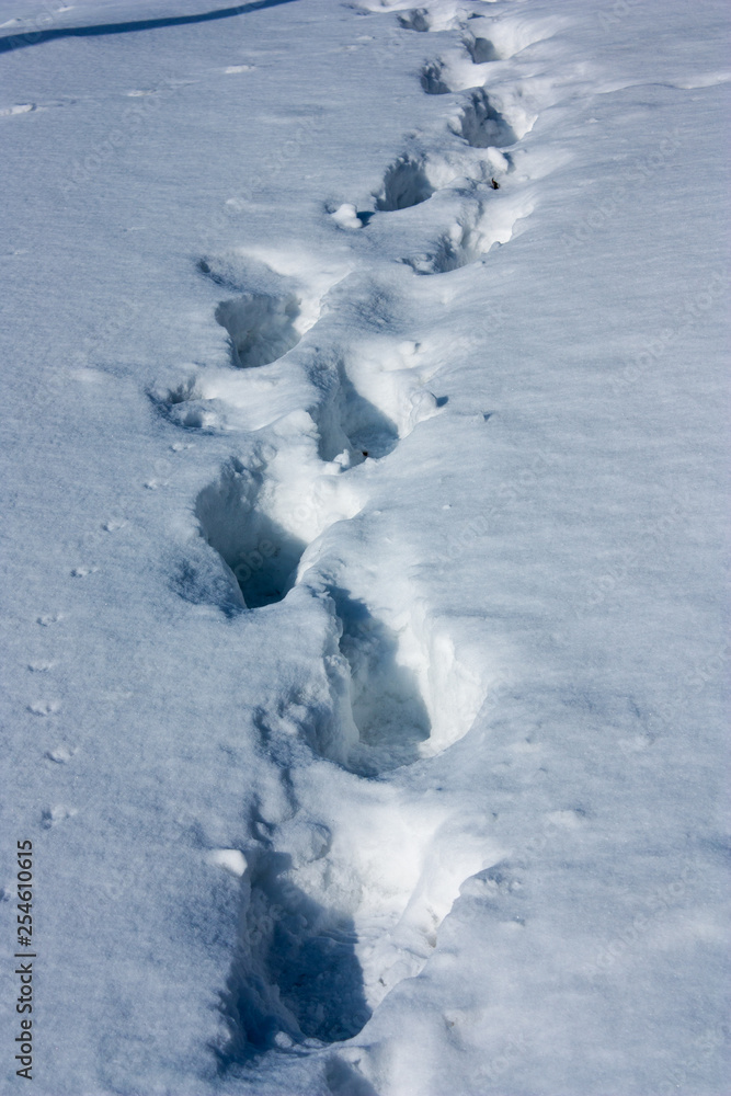 human footprints in the fresh snow human footprints in the fresh snow
