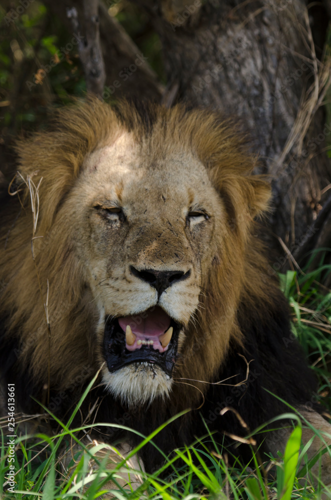 Lion, mâle, Panthera leo,