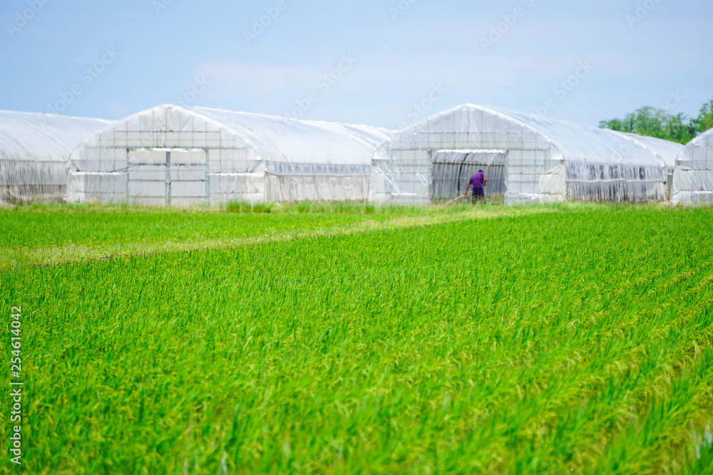 Paddy field and cultivation house in Ishikawa Prefecture, Japan. 水田とビニールハウス。日本の石川県で撮影 Paddy field and cultivation house in Ishikawa Prefecture, Japan. 水田とビニールハウス。日本の石川県で撮影