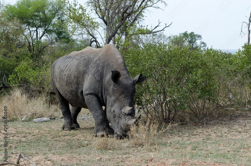 Rhinocéros blanc, white rhino, Ceratotherium simum, Parc national Kruger, Afrique du Sud Rhinocéros blanc, white rhino, Ceratotherium simum, Parc national Kruger, Afrique du Sud