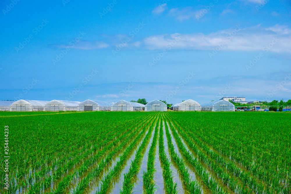 Paddy field and cultivation house in Ishikawa Prefecture, Japan. 水田とビニールハウス。日本の石川県で撮影