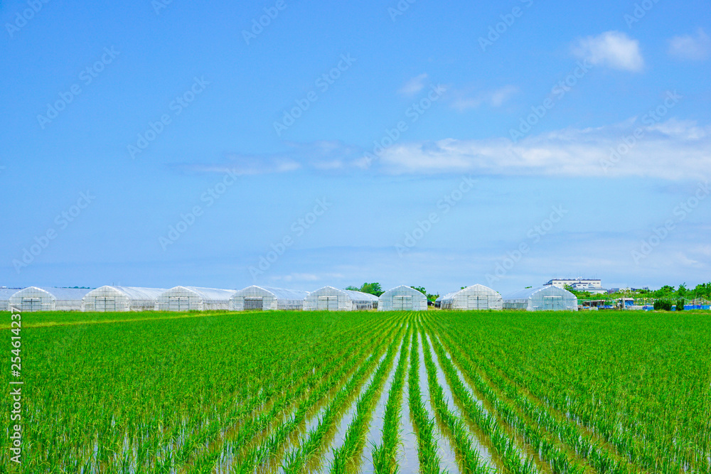 Paddy field and cultivation house in Ishikawa Prefecture, Japan.  水田とビニールハウス。日本の石川県で撮影