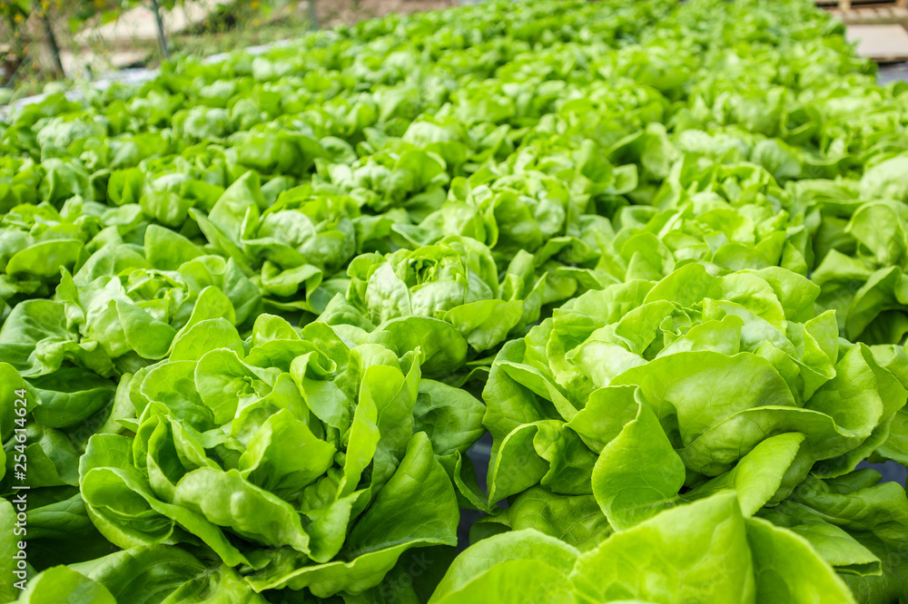 Fresh organic green leaves lettuce salad plant in hydroponics vegetables farm system Fresh organic green leaves lettuce salad plant in hydroponics vegetables farm system