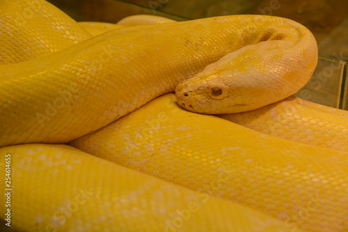 Close up golden yellow python. Danger snake.