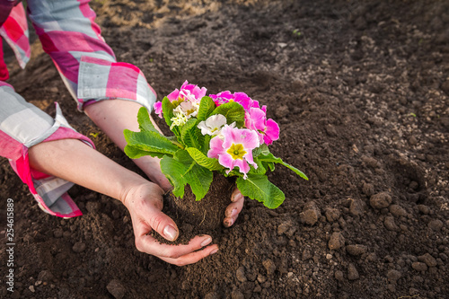 Gardeners hands planting flowers at back yard Gardening Tools on Soil Background. Spring Garden Works Concept