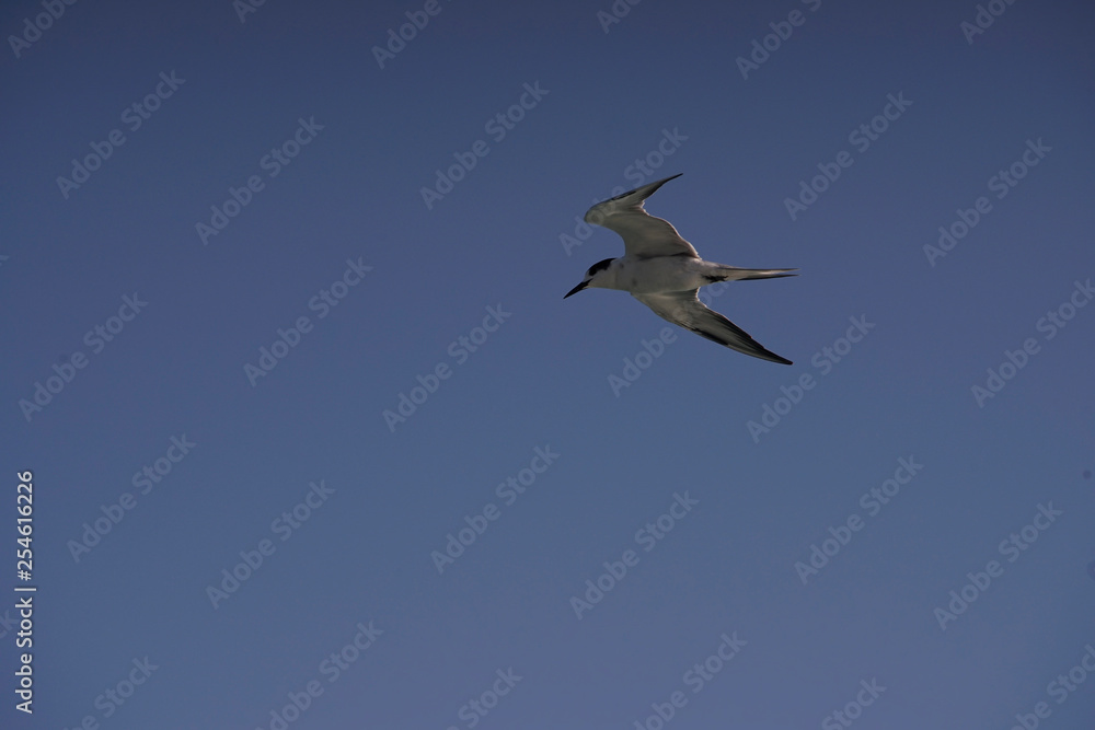 A seagull in flying in blue sky A seagull in flying in blue sky