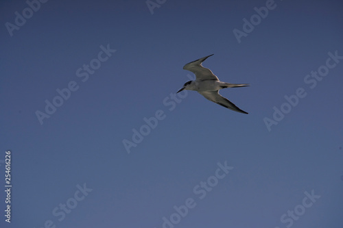 A seagull in flying in blue sky