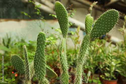 green cactus in greenhouse.