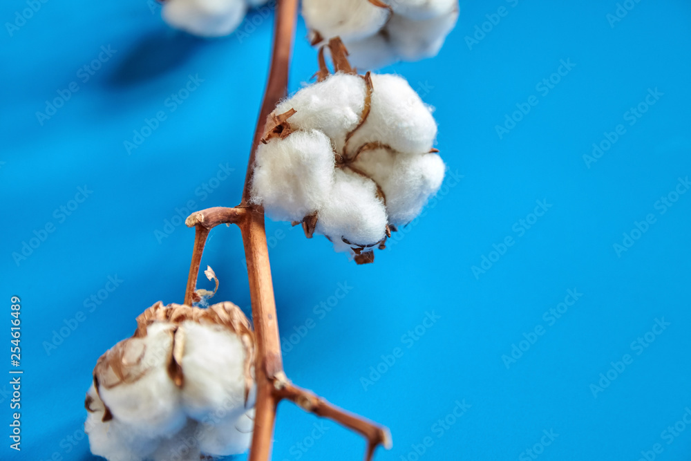 White cotton flowers on blue background White cotton flowers on blue background