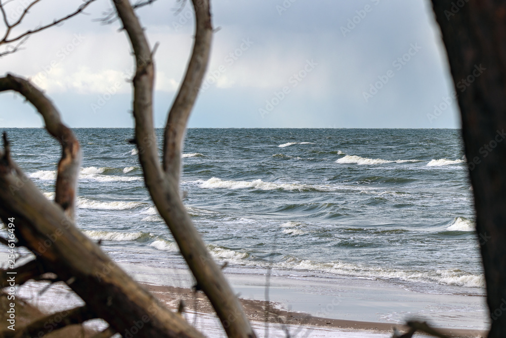Fototapeta premium Pines on Baltic sea coast in winter.