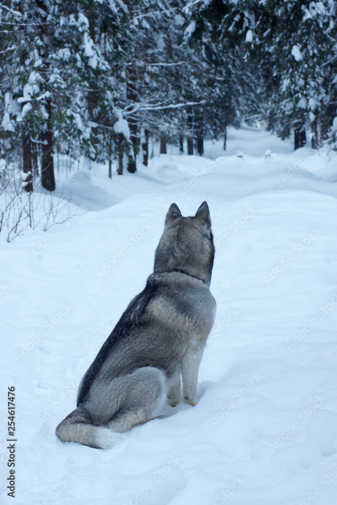 Gray dog breed Husky sitting on a footpath in a snowy park in the morning and looking into the distance, visible back and tail Gray dog breed Husky sitting on a footpath in a snowy park in the morning and looking into the distance, visible back and tail