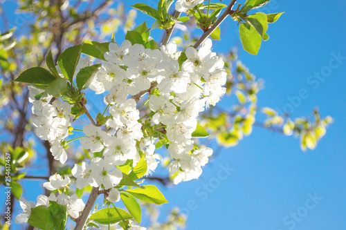  Cherry blossom flowers on a blue sky background