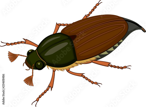 Male cockchafer or May bug isolated on white
