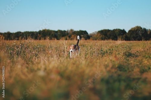 Fototapeta Naklejka Na Ścianę i Meble -  beagle in the grass