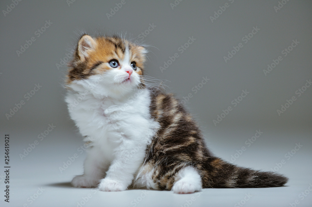 Obraz premium Little kitten on a black background