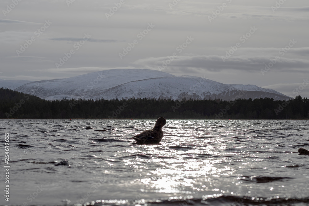 Fototapeta premium Duck cleaning on loch Morlich set against the snow covered cairngorm mountains in shadow from the winter sun, Scotland.