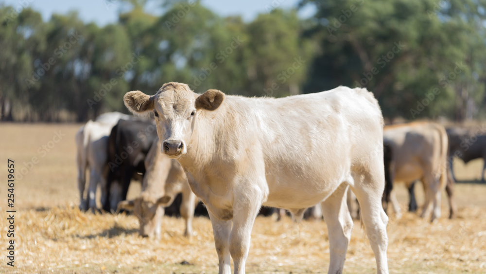 Farm Cow Portraits