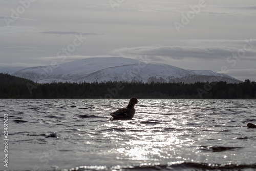 Duck cleaning on loch Morlich set against the snow covered cairngorm mountains in shadow from the winter sun, Scotland. © Paul