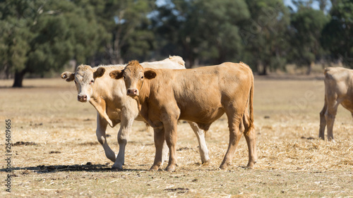 Farm Cow Portraits