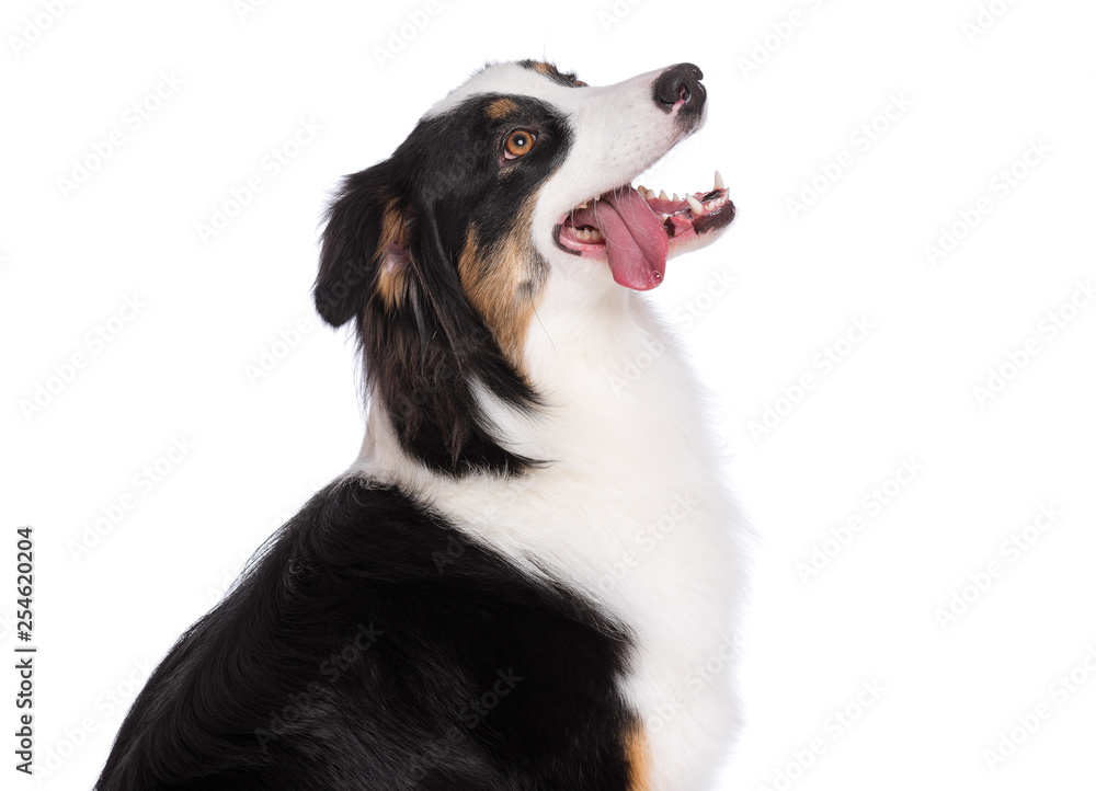 Close up portrait of cute young Australian Shepherd dog with tongue out, isolated on white background. Beautiful adult Aussie, looking away.