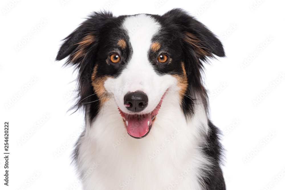 Close up portrait of cute young Australian Shepherd dog with tongue out, isolated on white background. Beautiful adult Aussie, looking at camera.