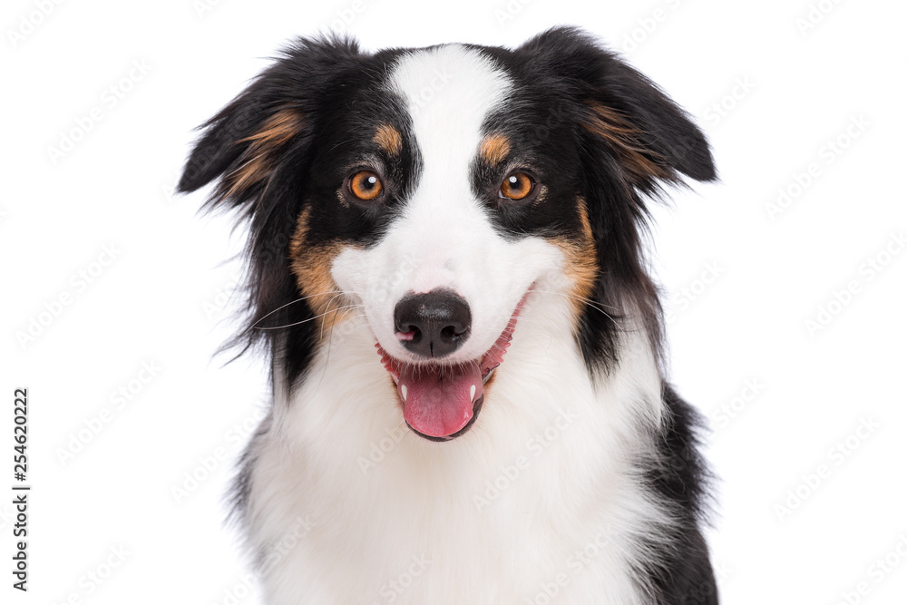 Close up portrait of cute young Australian Shepherd dog with tongue out, isolated on white background. Beautiful adult Aussie, looking at camera. Close up portrait of cute young Australian Shepherd dog with tongue out, isolated on white background. Beautiful adult Aussie, looking at camera.