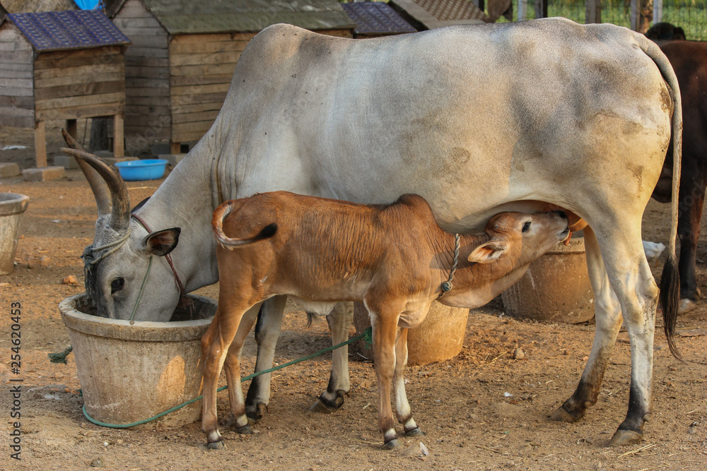 cow feeding its calf and cow eating as well . hungry cow and calf both