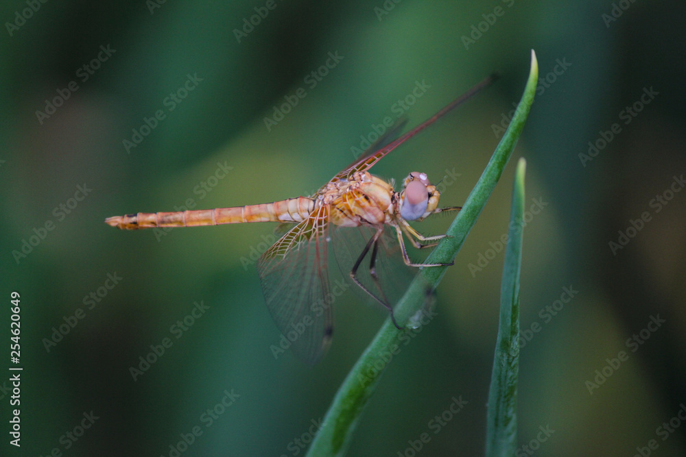 dragon fly brown in colour holding a green grass and feeding on it . macro shot of dragonfly with transparent wings, during monsoon season with a rain drop on its eyes. dragon fly brown in colour holding a green grass and feeding on it . macro shot of dragonfly with transparent wings, during monsoon season with a rain drop on its eyes.