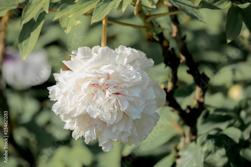 art photography of blooming peony on a blurry background. White flower in springtime. Blossoming peony for poster. Nature wallpaper blurry background. Image is not in focus.