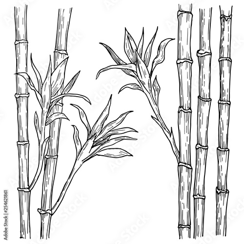 Bamboo stalk and leaves hand drawn. Vector engraved style illustration, isolated on white background.
