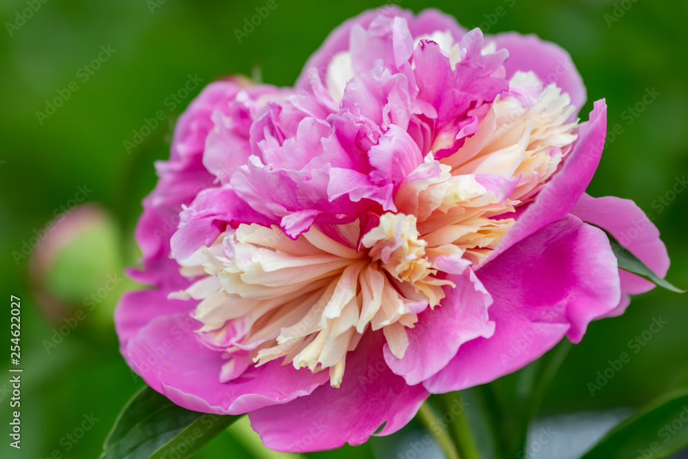 Blooming peony with soft light. Pink peony with soft focus in a spring garden. Nature wallpaper blurry backdrop. Floral poster. Image does not in focus.