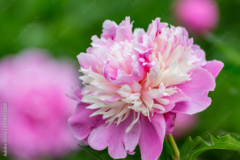 Pink peony flowers in an orchard. Peonies bloom in May. Blooming flowers of soft focus in springtime. Nature wallpaper blurry background. Image doesn’t in focus.