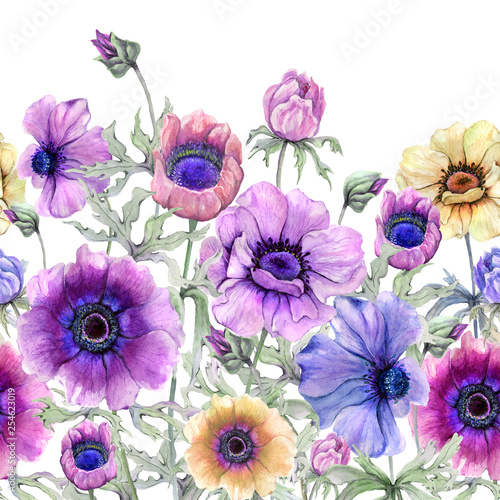 Beautiful colorful anemone flowers with green leaves on white background. Sea...