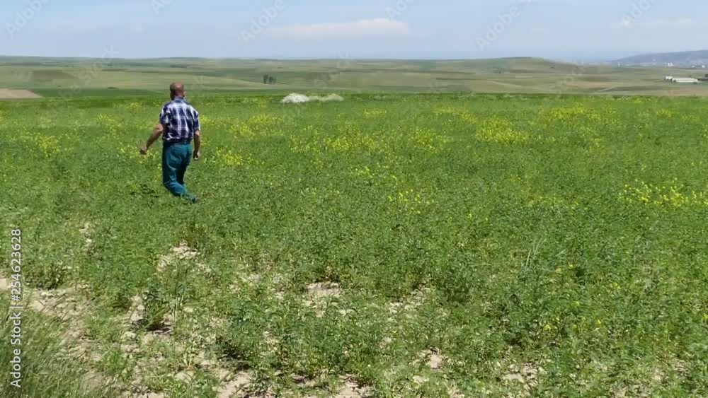agricultural engineer checking the lentil fields, agricultural engineer checking the lentil fields,