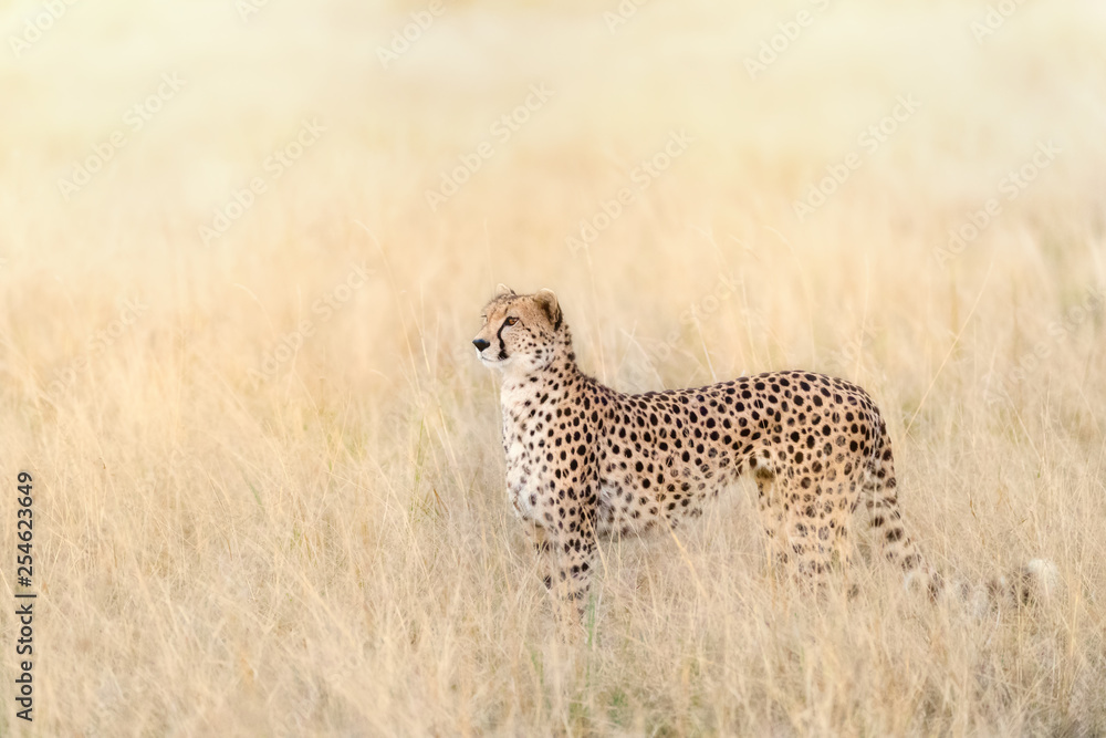 Adult cheetah in sunlight in the Masai Mara Adult cheetah in sunlight in the Masai Mara