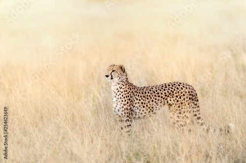Adult cheetah in sunlight in the Masai Mara