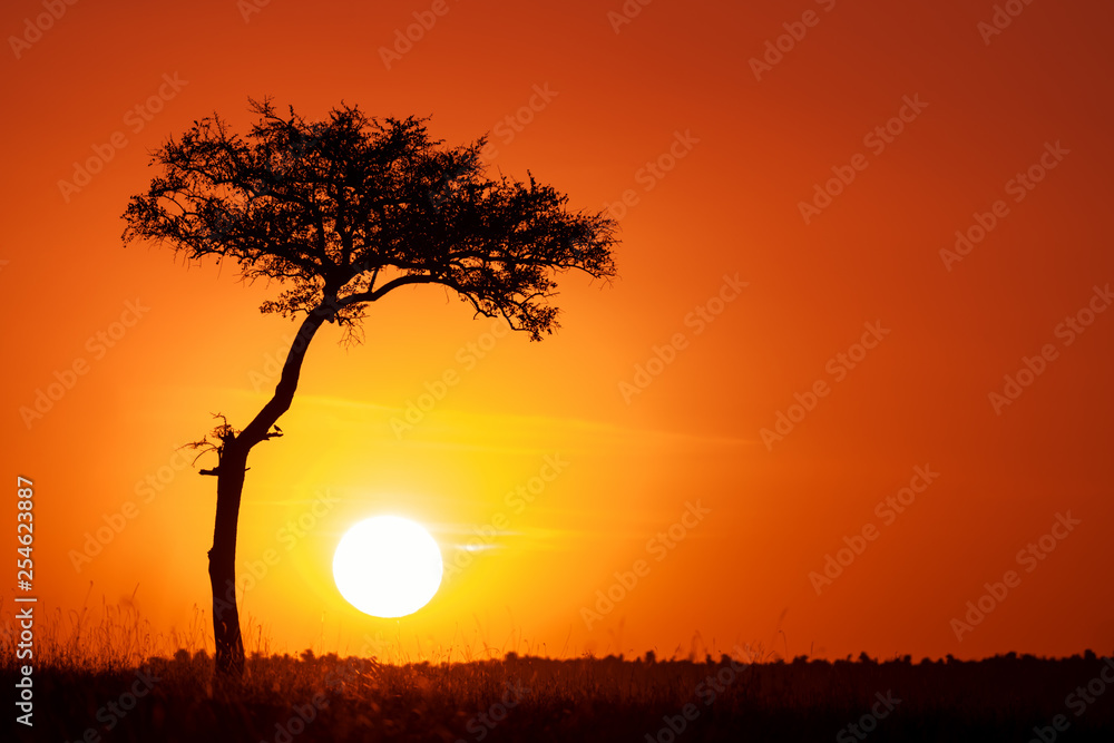 Acacia tree and the setting sun in the Masai Mara.