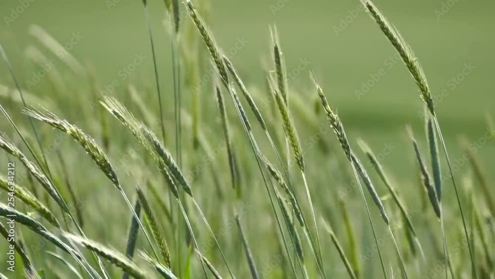 rye plant, rye grain plant in continental climate, rye plant, rye grain plant in continental climate,