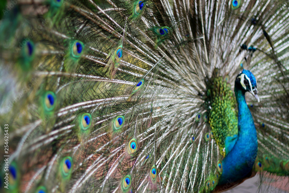 Obraz premium Beautiful adult male peacock displaying amazing feathers, close up portrait