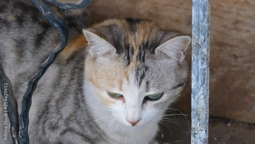 domestic village cat, close-up, portrait shot, domestic village cat, close-up, portrait shot,