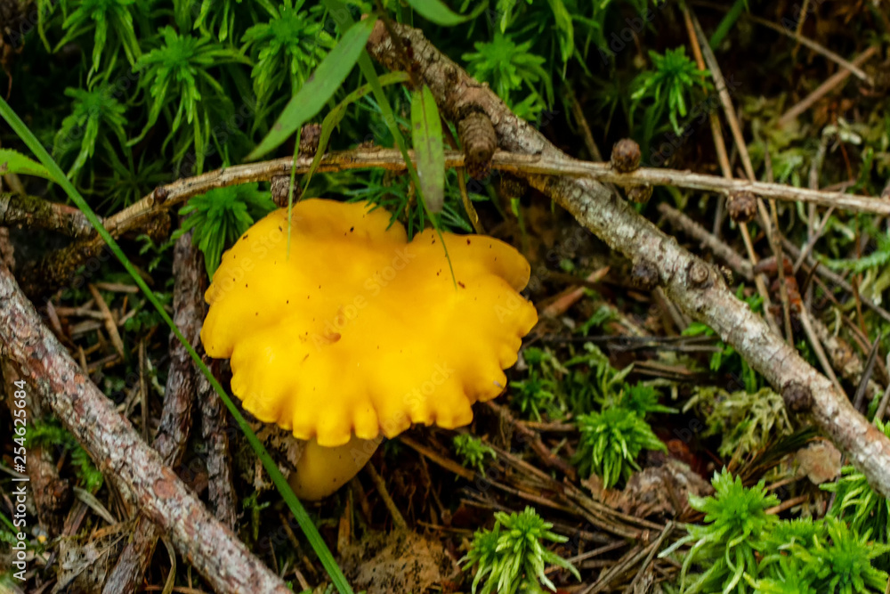 Pilze Pilze