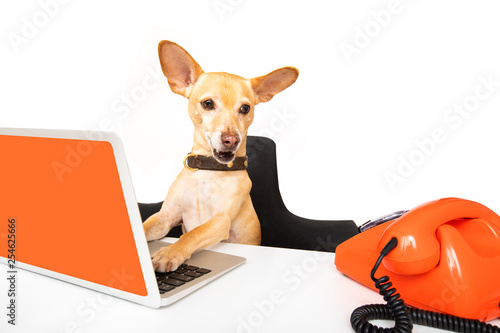 boss management dogs in office