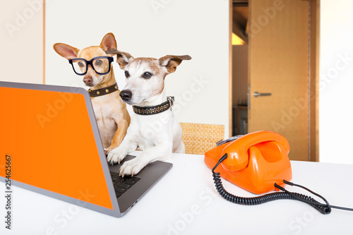 Photography boss management dogs in office