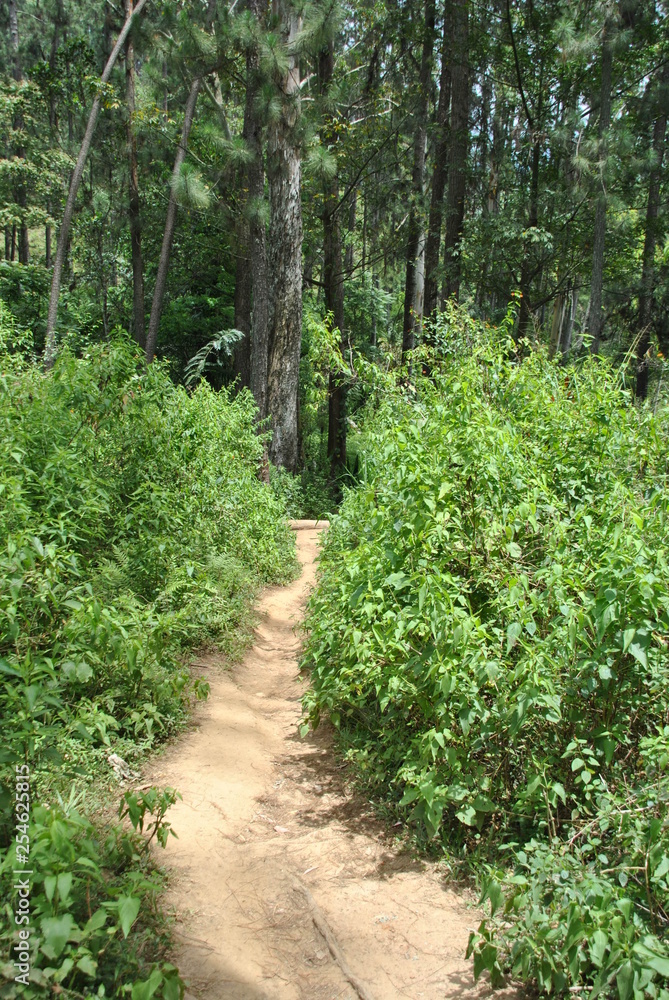 Ella forest in Sri Lanka Ella forest in Sri Lanka
