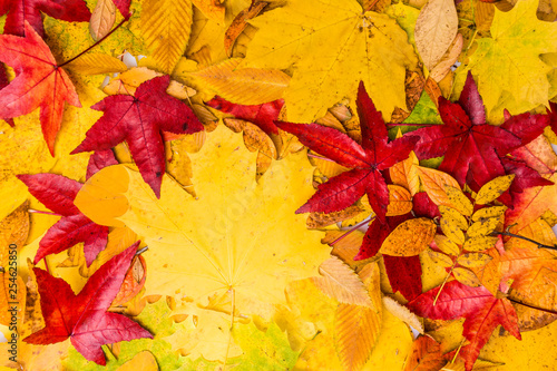 background of autumn leaves. Autumn background