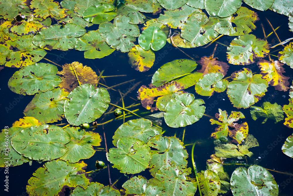 Top view of water lilys on the surface of the Europian pond. Natural texture Top view of water lilys on the surface of the Europian pond. Natural texture
