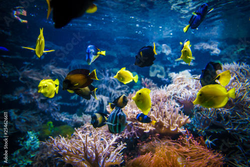 tropical Fish on a coral reef © EwaStudio